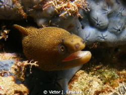 baby goldentail moray at crash boat dive site in Aguadill... by Victor J. Lasanta 